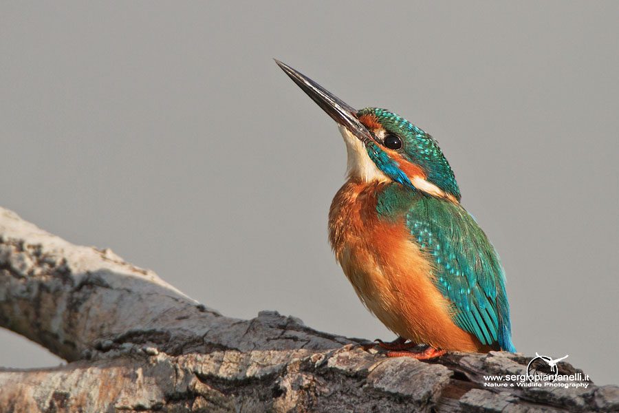 Martin pescatore - Alcedo atthis